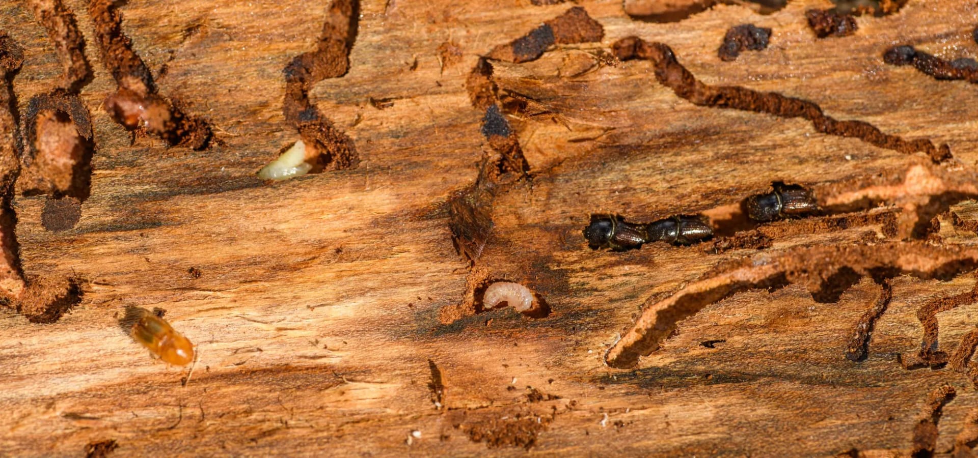Termite Inspection services by Good Faith Inspection Co.