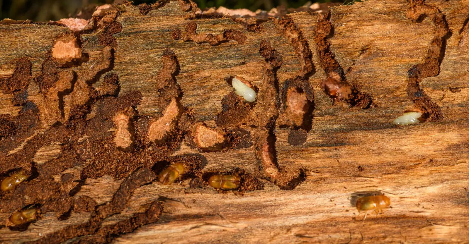 What a Termite Inspection Covers